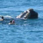 オーストラリア・シドニーのボンダイ・ビーチでサーファーをクジラが一撃