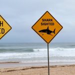 オーストラリア・シドニー北部の30以上のビーチが、48時間以内に4件のシャークアタックを受けて閉鎖。